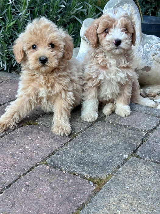 Maltipoo suczka gotowa
