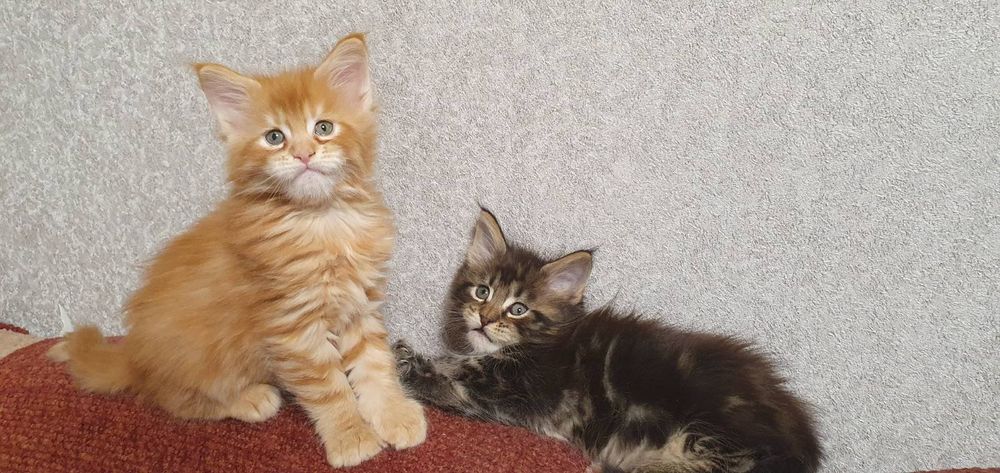 Кошенята Мейн кун! Хлопчики!