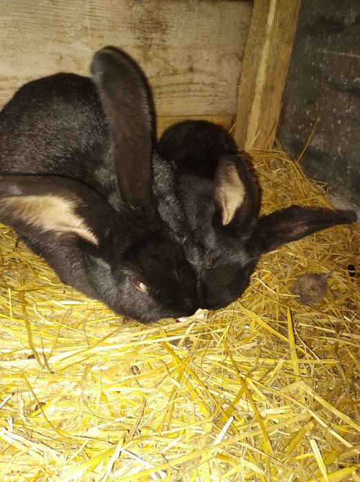 Królik czarny  samiec