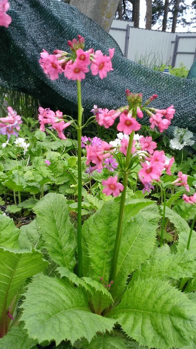 Примула  дрібнозубчата ( Пон Пон)