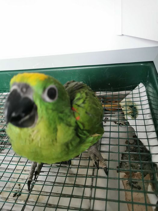 Papagaio amazona ochrocephala