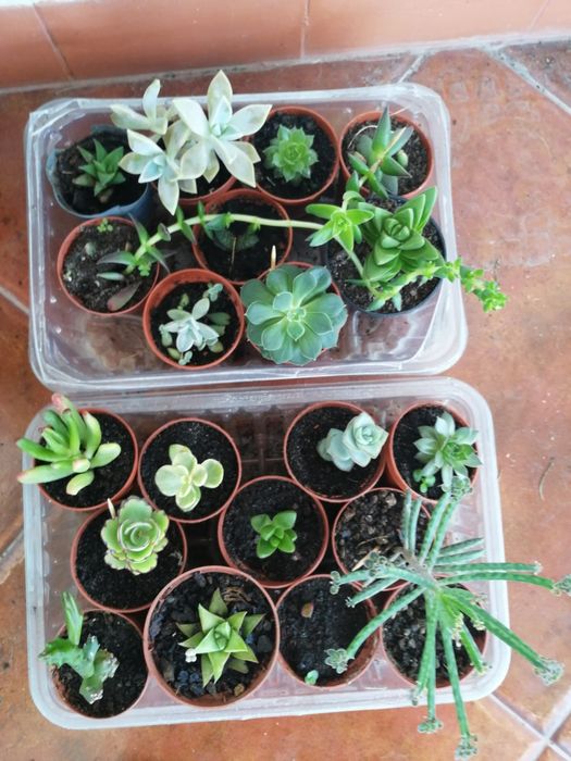 Succulents, small pots. Starting at €0.85 each. I have quantity and variety.64286587369857121
