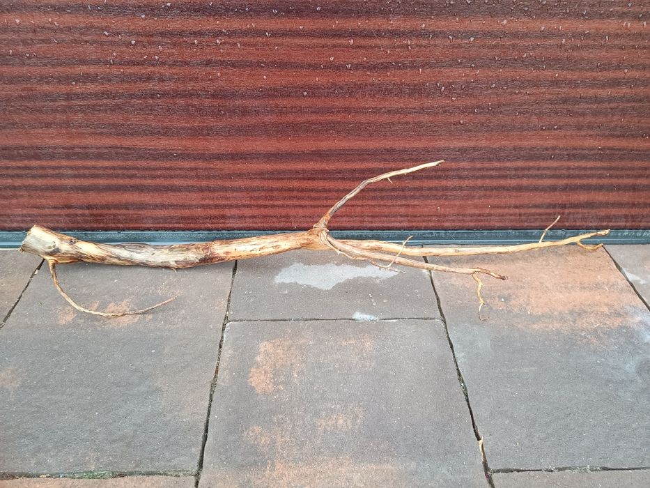 Podłużny, średni naturalny korzeń do akwarium