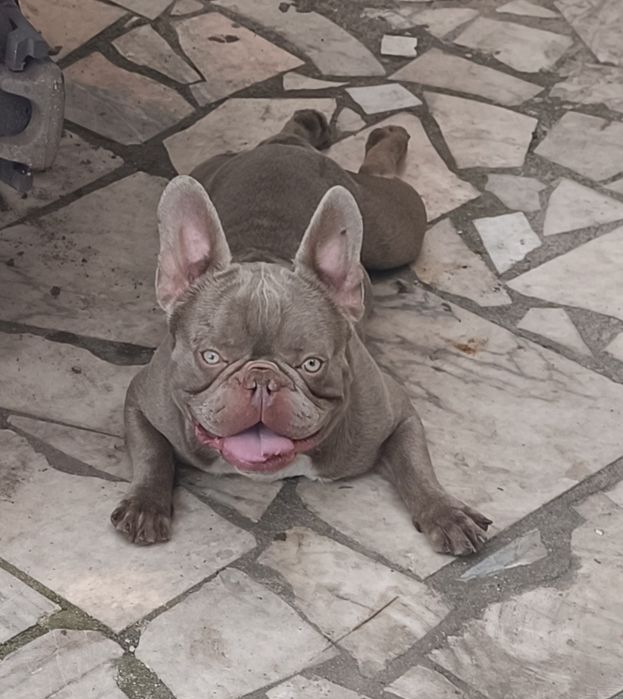 Bulldog frances isabella new shade solido  para montas