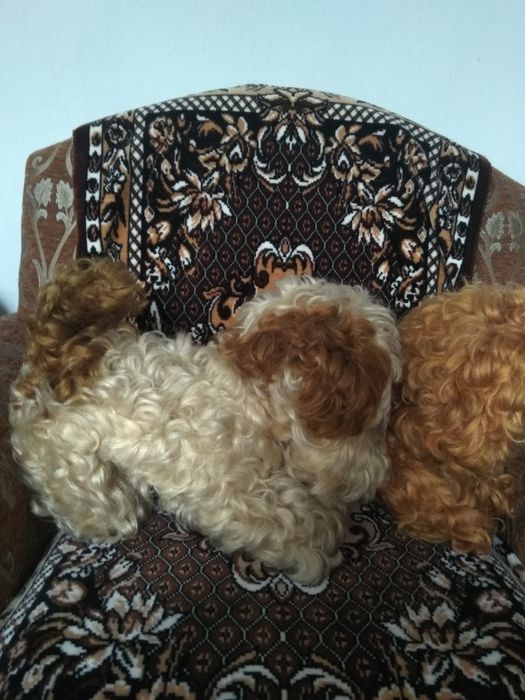 Игрушка собака СССР