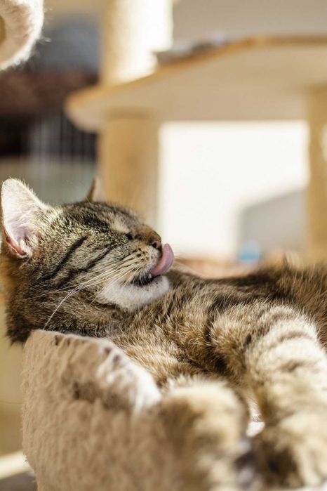 Kamila delikatna kotka o miękkim futerku szuka domu