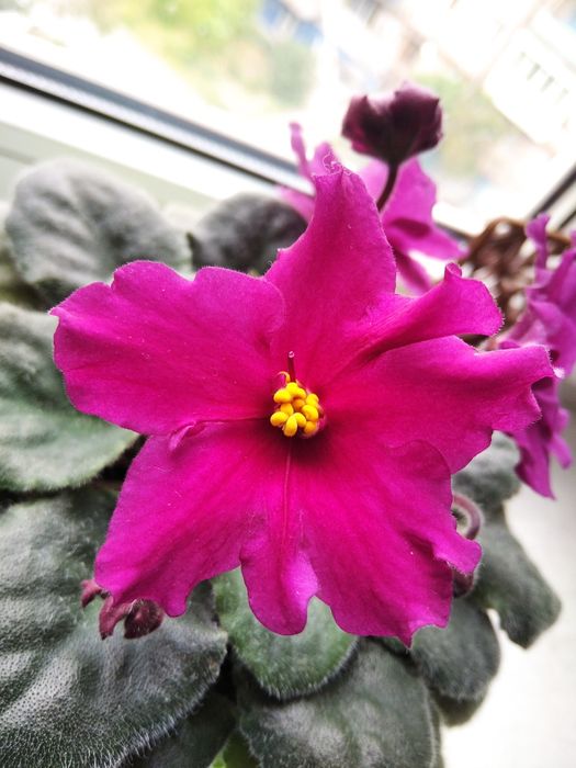 Цветущая фиалка с малиновыми цветами