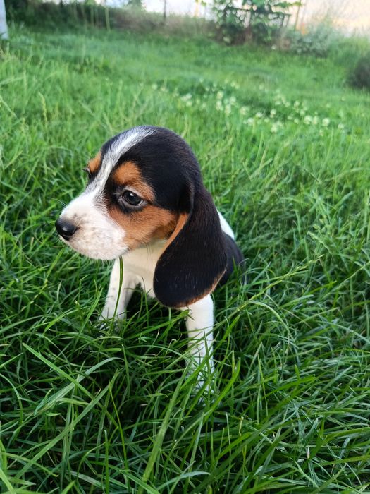 Rasowe Beagle tricolor