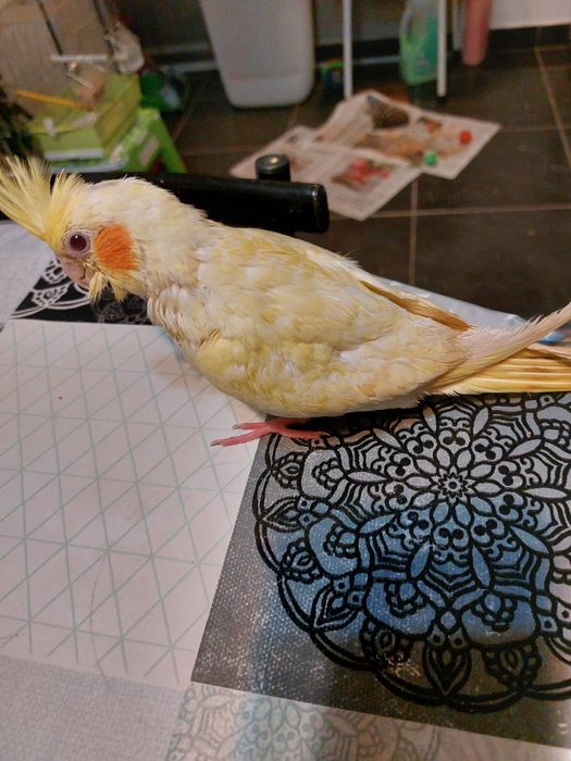 Kacarics  criados a mão .