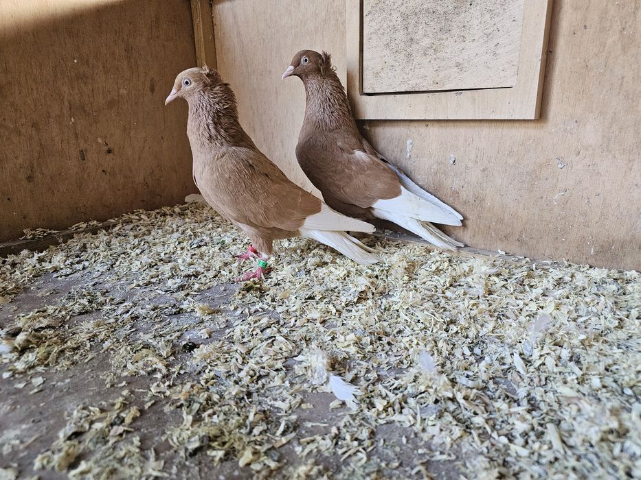 Gołębie wyszwance, krzyżaki