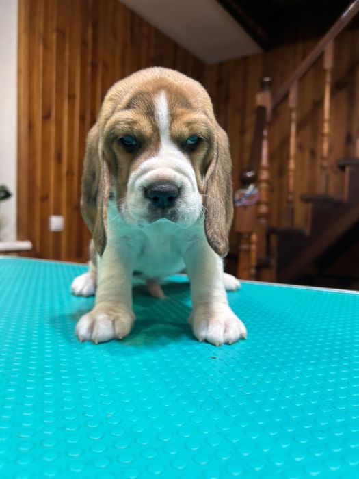 Щенята бігля. Яскравий класичний триколор