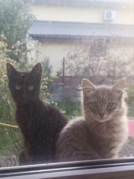 Кошенятки шукають домівки