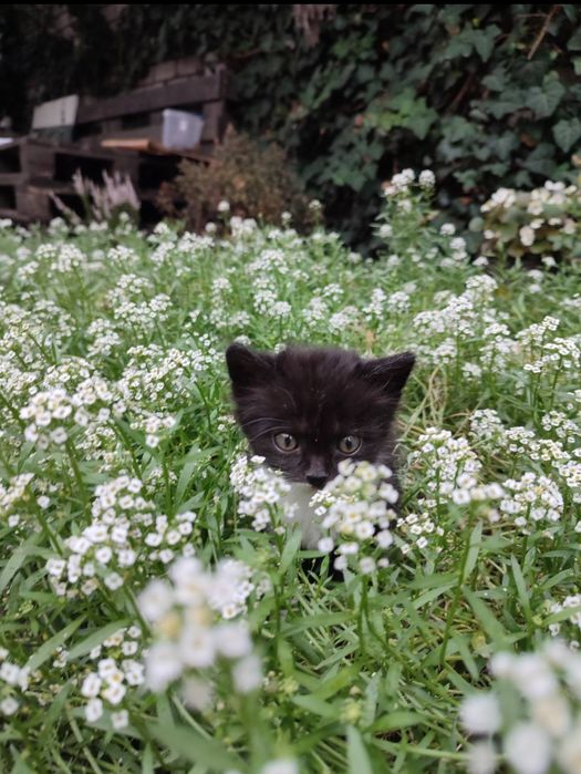 Котик шукає люблячу  родину