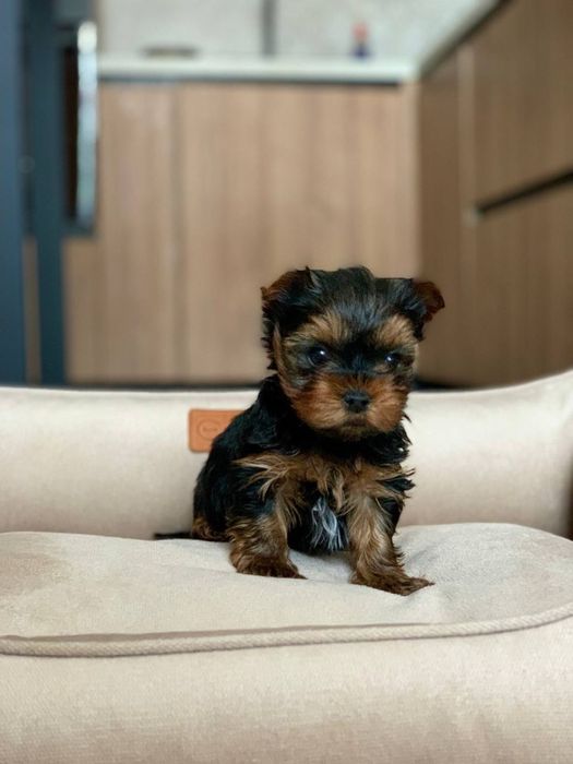 Мальчик и девочка мини йорк