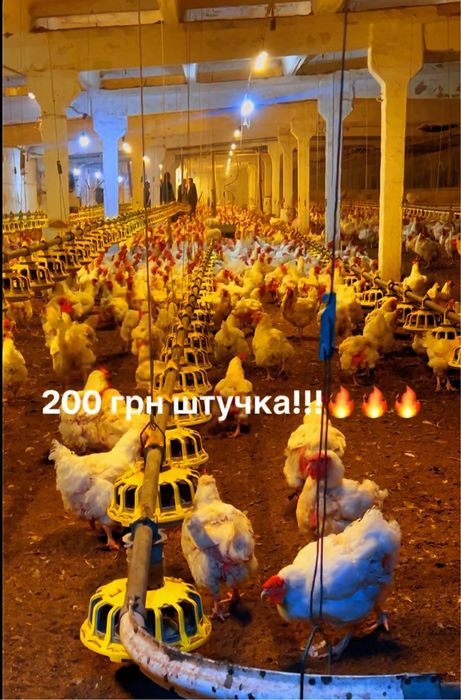 Куры,ломан браун, птица, несушка.