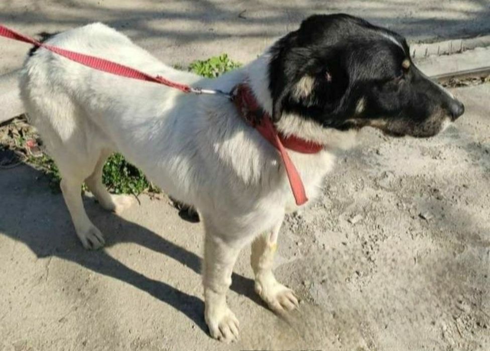 Отдам даром в добрые руки собачку