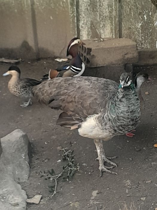 Pavões arlequim maicho adulto ,femias adulta