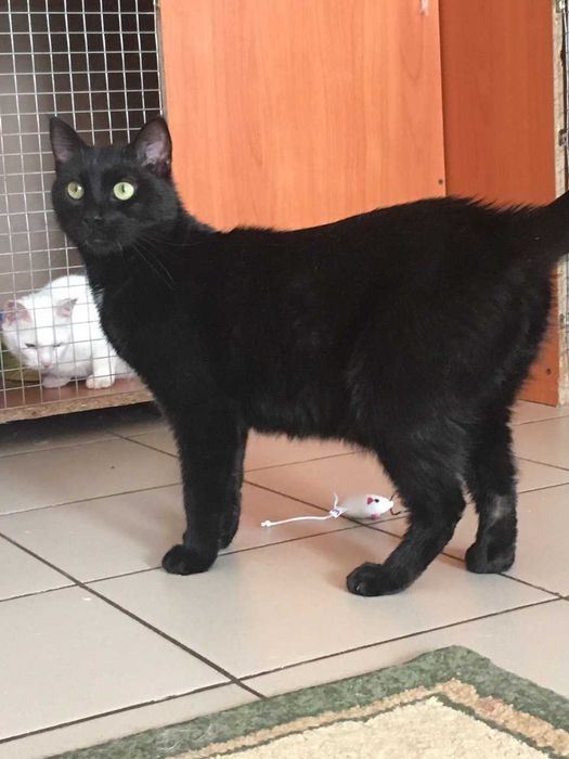 Всем привет от кота Пуговкина!