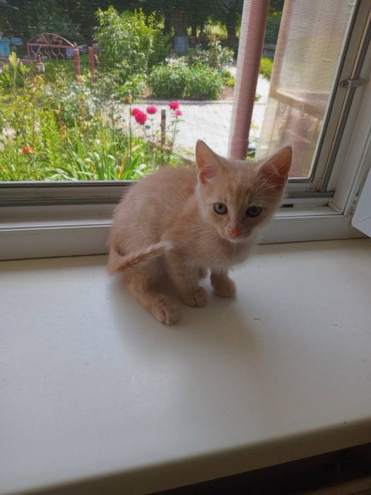 Персиковий хлопчик, кошеня, котеня