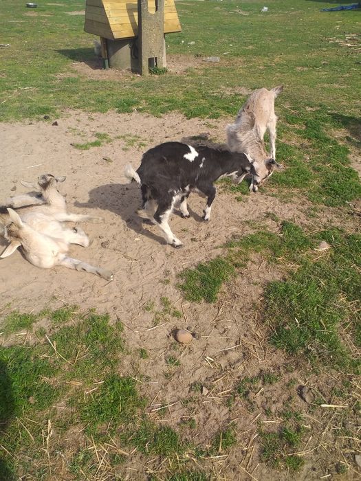 Kozy   Kózki i koziołki