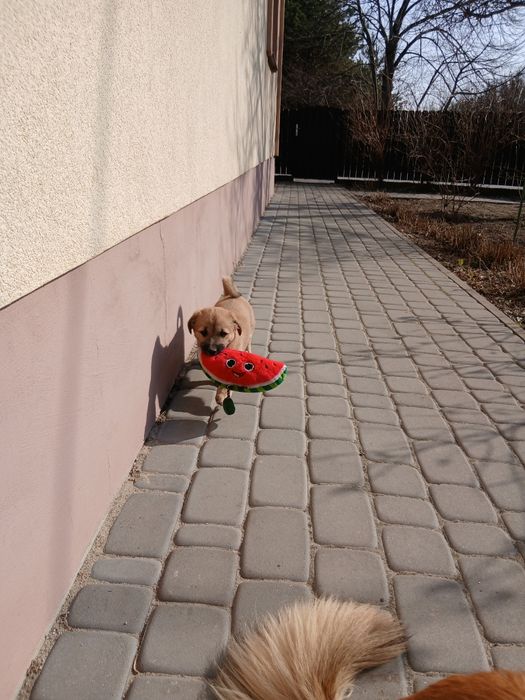 Oddam szczenięta w dobre ręce