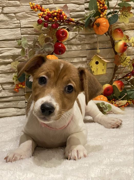 Dziewczynka Aura Jack Russell Terrier do odbioru