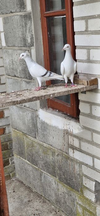 Perłowe, żałobne, pasiaki.