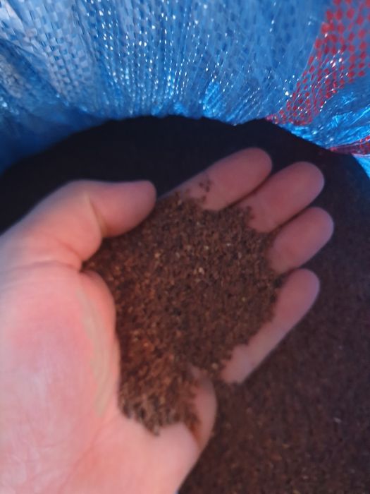 Facelia Czysta zbior 2025 możliwa wysyłka