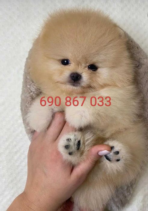 !!! Mały miś pomeranian mini