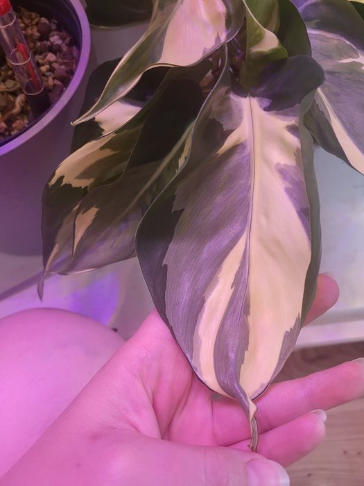 Philodendron hederaceum Rio