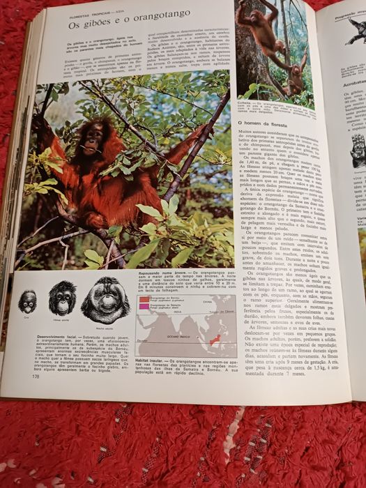 Livro Animais da Terra