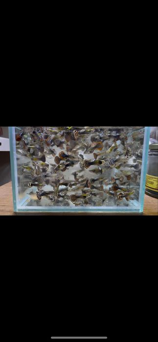 Guppy juvenis  machos e femeas