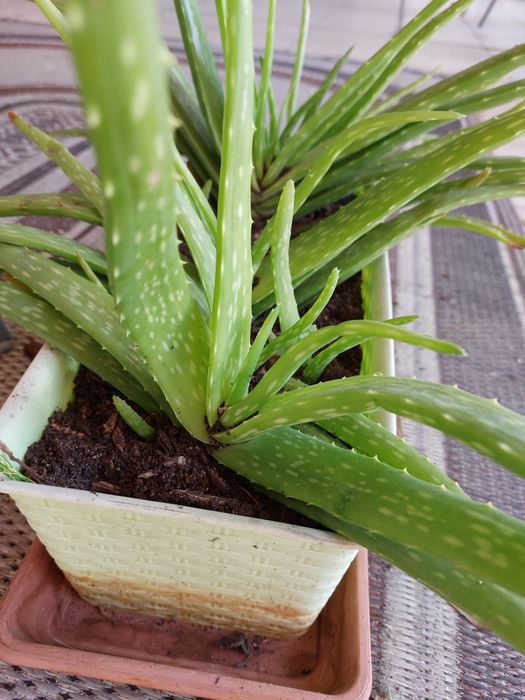 Pezinhos de Aloe vera