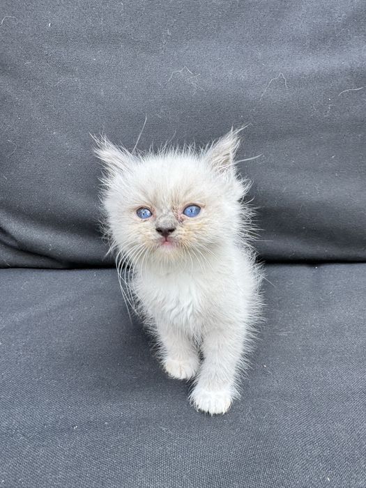 Kocur Ragdoll Blue Bicolor "Gucci" do odbioru za 3 tyg
