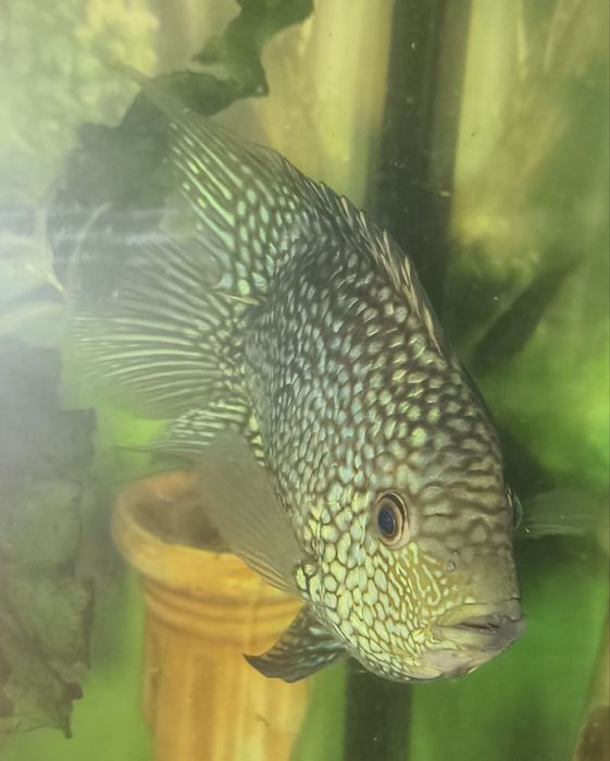 Рыбки бриллиантовая цихлазома аквариум домашние питомцы