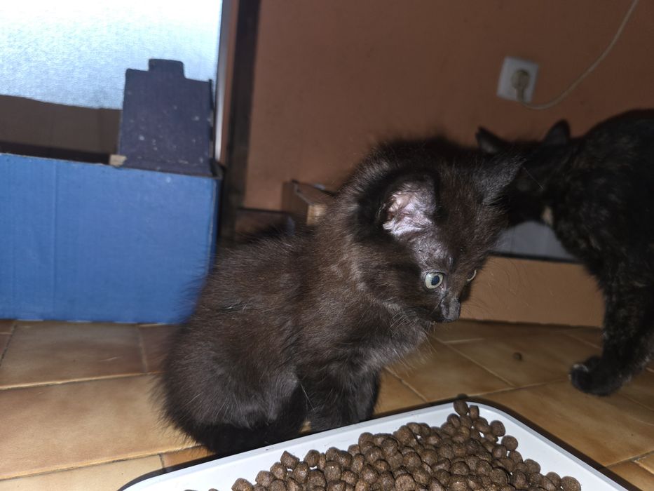 Gatinho macho 2 meses para adoção