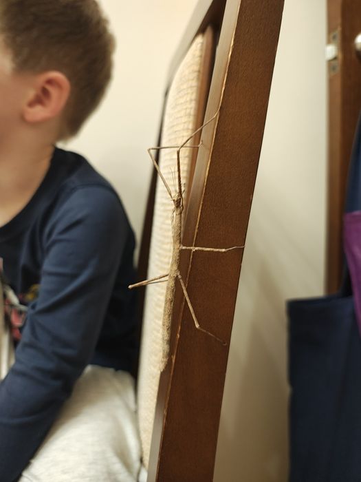 Палочник, гілочка, комаха