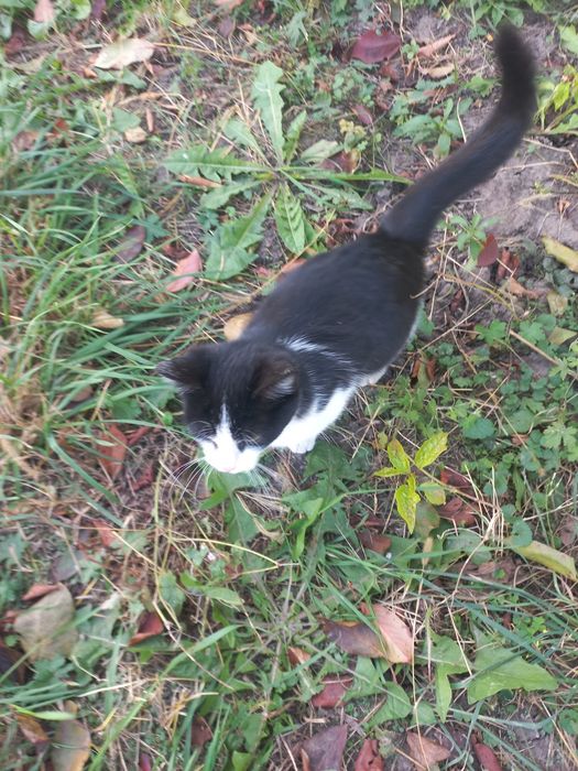 Потрібна родина для кошенят