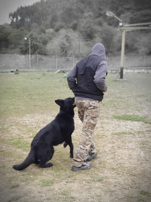 Passeador de cães/ petsitter