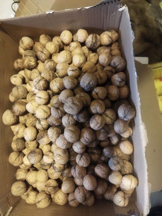 Orzech włoski w skorupie