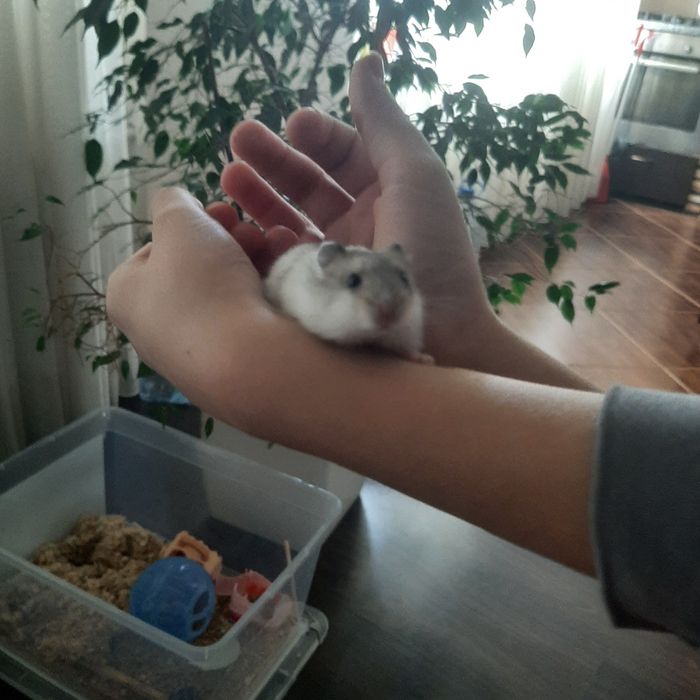 Хом'яки джунгарики!!!