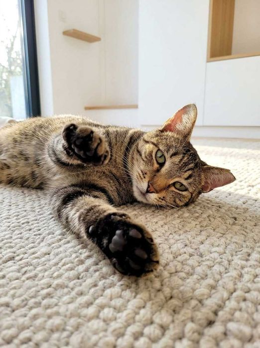 Setúbal e arredores / Margem Sul — LUIS MIGUEL, gatinho para adoção