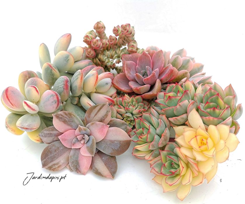 Suculentas e cactos