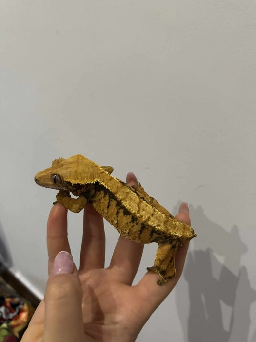 Gekon orzesiony Samiczka