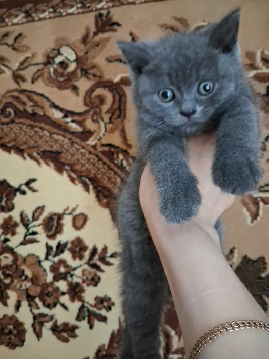 Шотланські кошенята