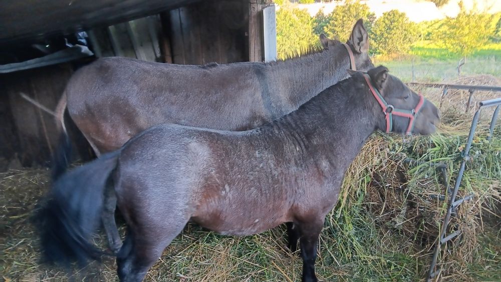 Um pónei e uma burra para venda