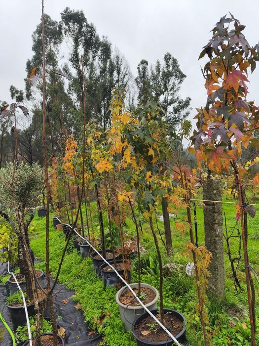 Liquidambar Styraciflua