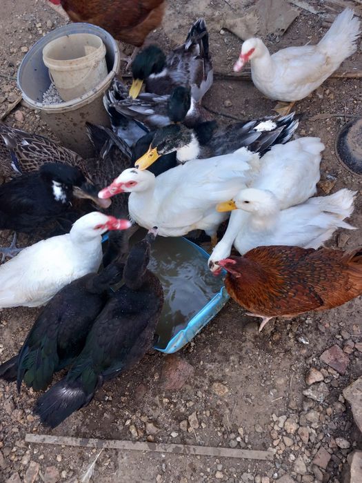 Vendo patos de Rouen