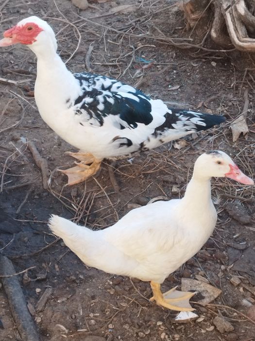 patos  prontos   a mudar de dono
