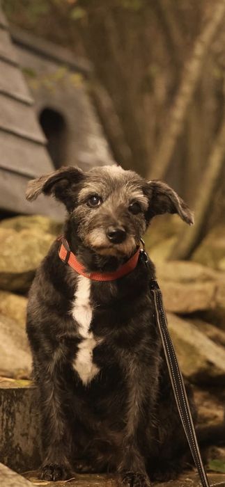 Do adopcji samiec 15kg